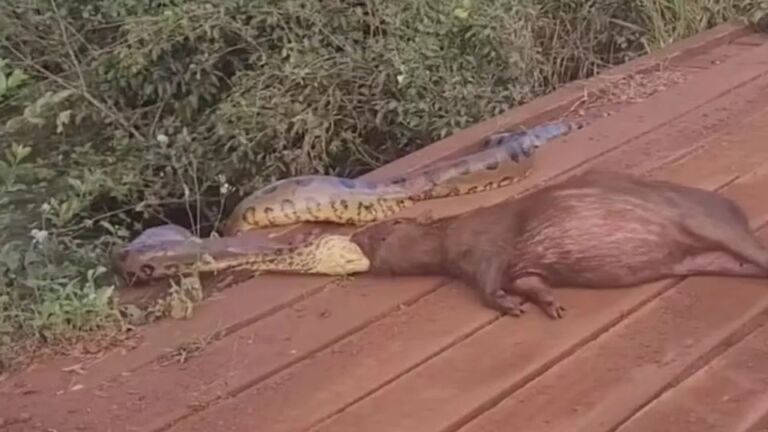 Sucuri arrasta capivara pela cabeça às margens de córrego