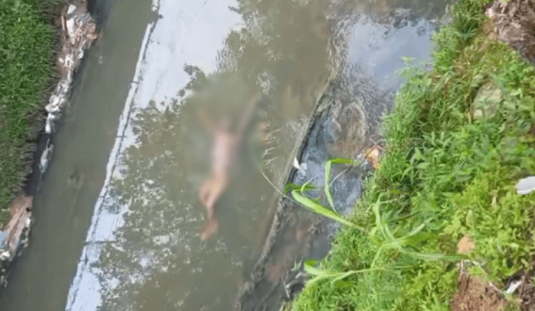 Corpo é encontrado boiando em igarapé da Compensa em Manaus