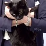 Marinheiro e gatinha são resgatados em situação caótica no mar