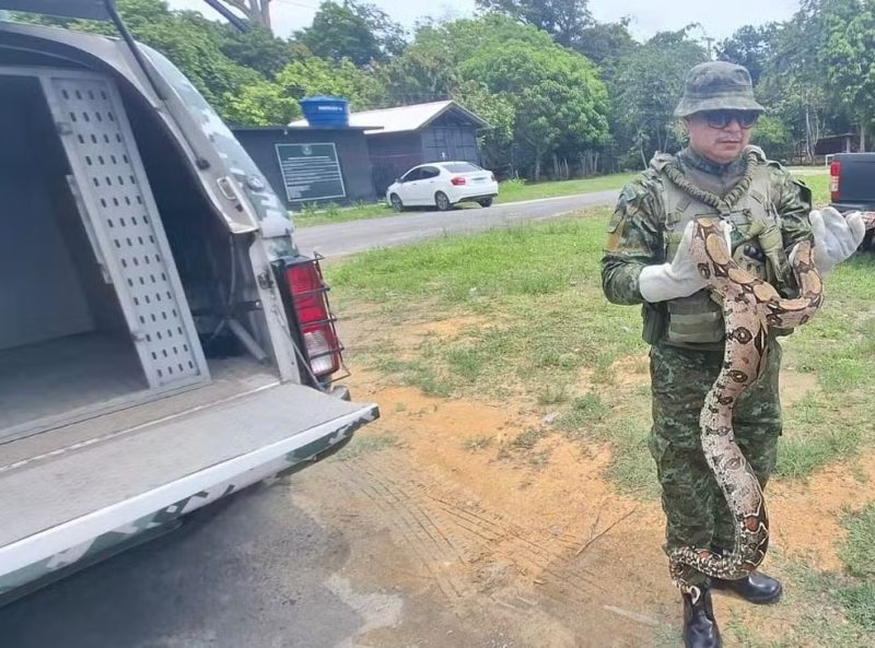 Jiboia é resgatada em jardim de escola na zona Norte de Manaus
