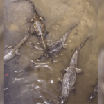 Vídeo mostra mais de dez jacarés em igarapé no Distrito Industrial em Manaus