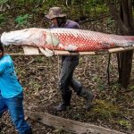 Pirarucu fortalece manejo sustentável no Amazonas
