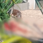 VÍDEO: Menino de 4 anos morre após ataque de rottweiler