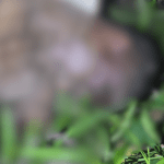 Imagens Fortes: Homem é encontrado morto com sinais de violência em Manaus