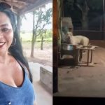 Mulher é atacada e morta por pitbull criado pela família há anos