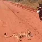VÍDEO: Onça-parda morre após atacar motociclista em rodovia