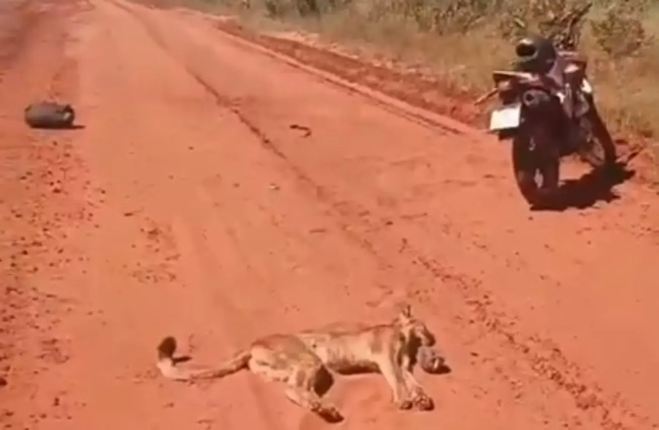 VÍDEO: Onça-parda morre após atacar motociclista em rodovia