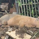 VÍDEO: Porco fica ferido após ser atropelado na Zona Leste de Manaus