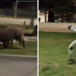 Robô persegue javalis à noite e vídeo viraliza nas redes