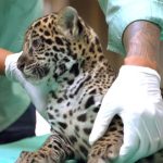 Filhote de onça-pintada ganha nome Xingu no Pará