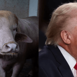Búfalo “Trump” vira atração em fazenda por semelhança com presidente dos EUA