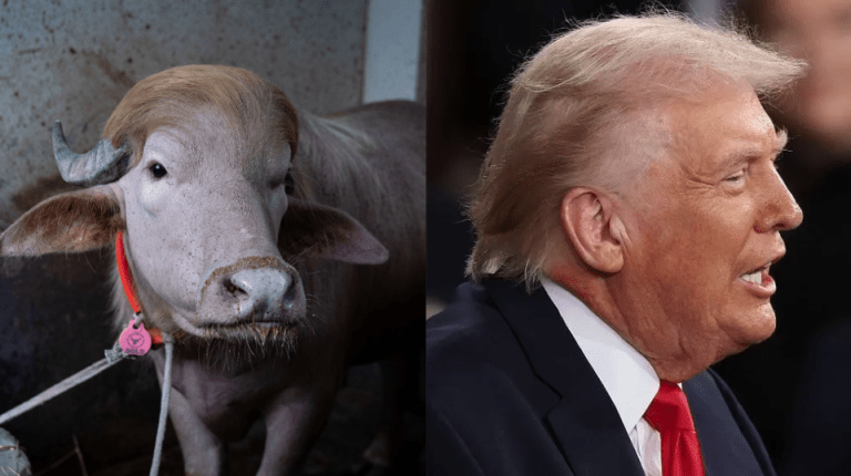 Búfalo albino chamado Trump em fazenda de Bangladesh