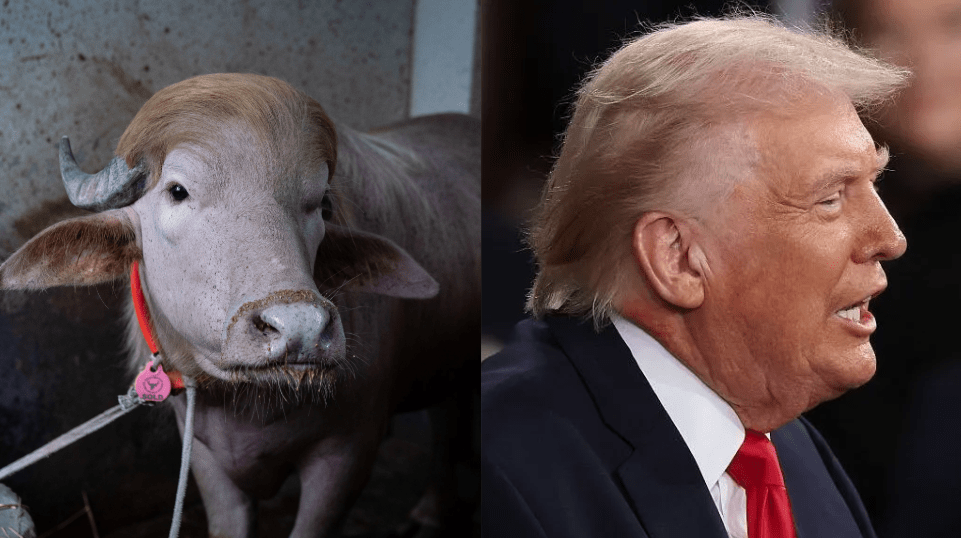 Búfalo albino chamado Trump em fazenda de Bangladesh