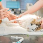 Castração, vacinação e mais: veja serviços gratuitos para pets em Manaus