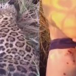 VÍDEO: Morador de Autazes mata onça-pintada após ser atacado em área de mata