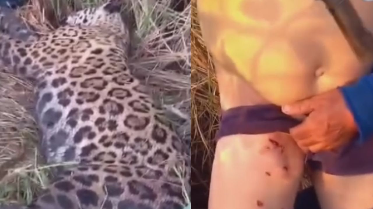 VÍDEO: Morador de Autazes mata onça-pintada após ser atacado em área de mata