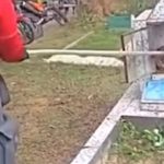 Vídeo mostra sapo e cobra dentro de túmulo em cemitério no Dia das Mães em Manaus