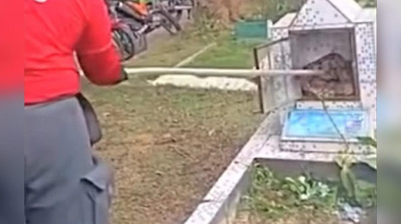Vídeo mostra sapo e cobra dentro de túmulo em cemitério no Dia das Mães em Manaus