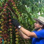 Produção de café em Silves supera expectativas em 2026