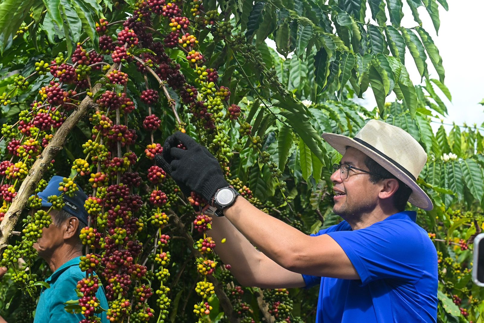 Produção de café em Silves supera expectativas em 2026