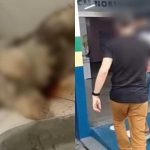 Homem mata cachorro da ex-mulher por não aceitar o fim do relacionamento em Manaus