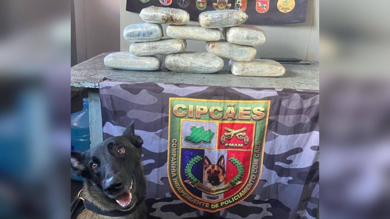 Traficantes escondem quase 13 kg de skunk em açaí e peixes durante viagem de barco em Coari