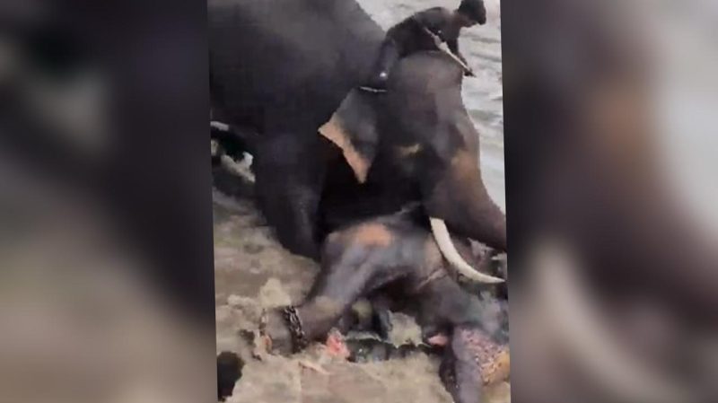 VÍDEO: Turista morre esmagada durante briga entre elefantes