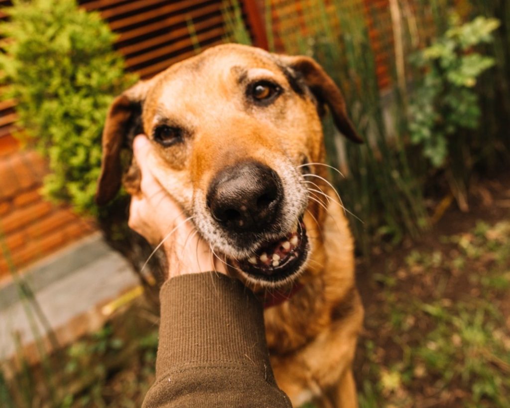 Cães resgatados disponíveis para adoção em feira pet no Amazonas Shopping