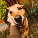 Cães resgatados disponíveis para adoção em feira pet no Amazonas Shopping