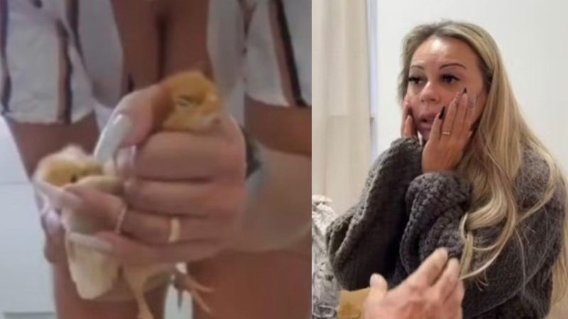 Empresária é presa suspeita de torturar e matar animais para vender vídeos na internet