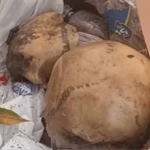 VÍDEO: Crânio humano é encontrado na praça Tenreiro Aranha no Centro de Manaus