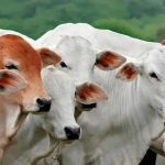 UE exclui Brasil de lista sanitária e trava exportação de carne