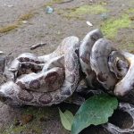 VÍDEO: Cobras são flagradas ‘abraçadas’ em universidade de Rondônia