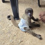 Casal preso por tráfico em Juruá mantinha macaco em cativeiro