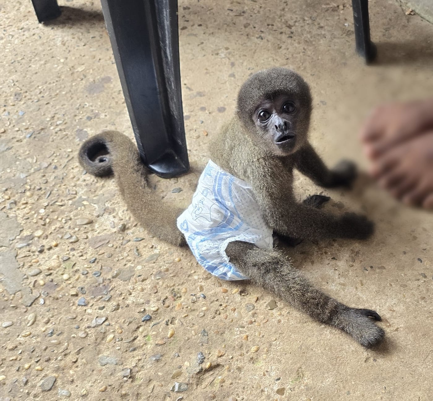 Casal preso por tráfico em Juruá mantinha macaco em cativeiro