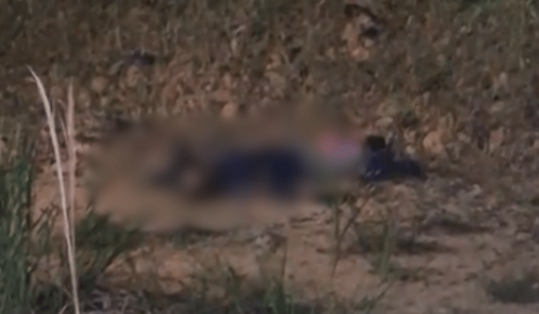 Homem é morto a tiros em área de mata na BR-174