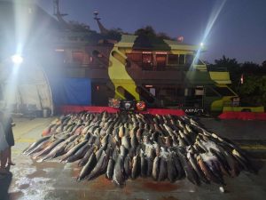 Mais de 26 toneladas de peixe ilegal apreendidas no Amazonas são doadas para comunidades ribeirinhas