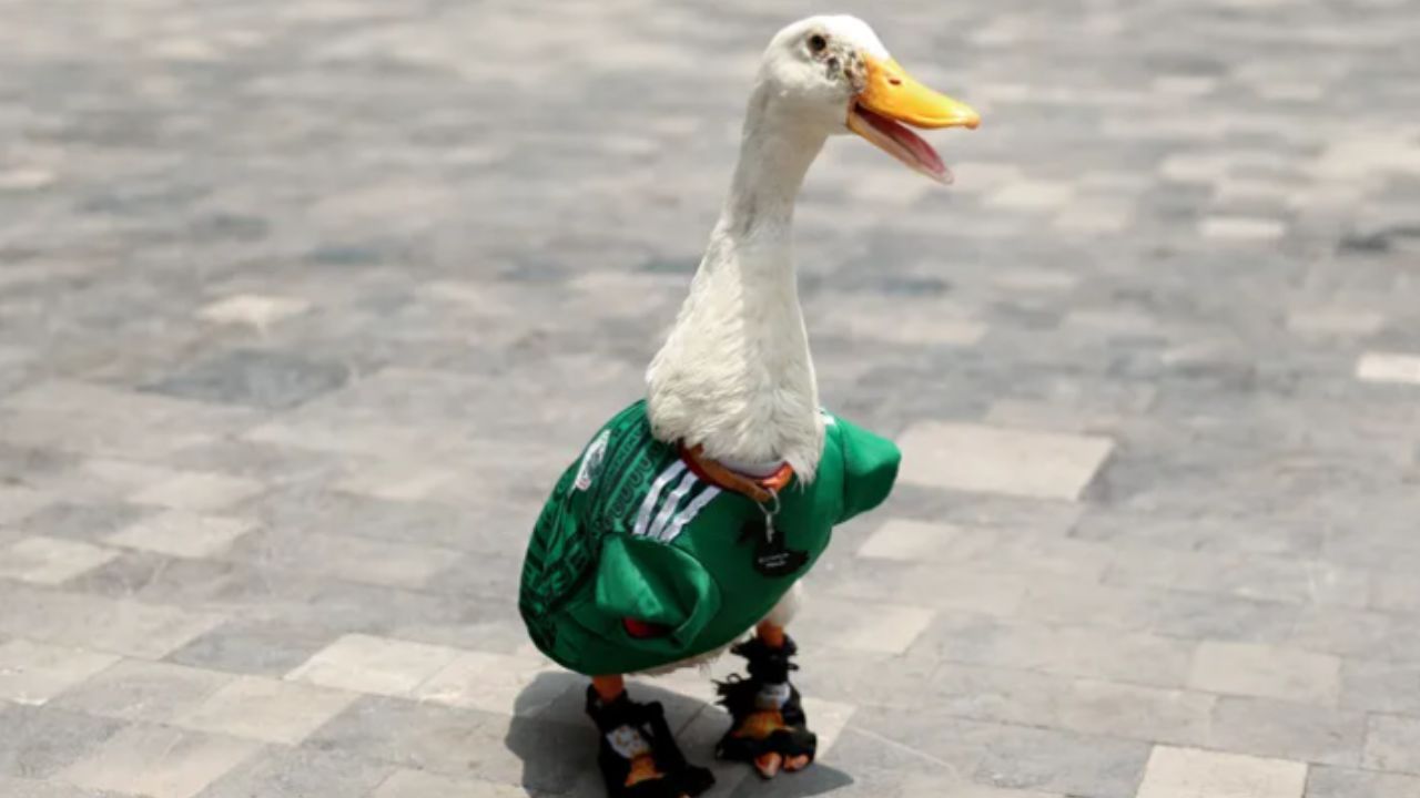 Pato mascote da Copa ganha convite para ver jogo do México
