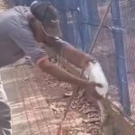 VÍDEO: Homem perde parte do dedo após ser atacado por lagarto gigante