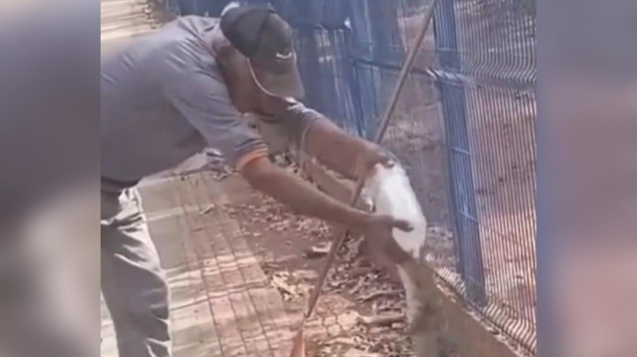 VÍDEO: Homem perde parte do dedo após ser atacado por lagarto gigante