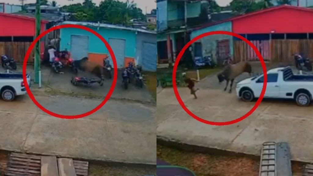 boi invade rua amazonas-capa