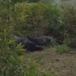 Búfalos morrem eletrocutados e prejuízo chega a R$ 20 mil no interior do AM