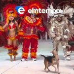 VÍDEO: Cachorro invade arena e rouba a cena no Festival de Parintins