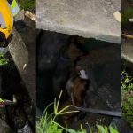VÍDEOS: ‘Caramelos’ brigam, caem em bueiro e mobilizam bombeiros em Manaus