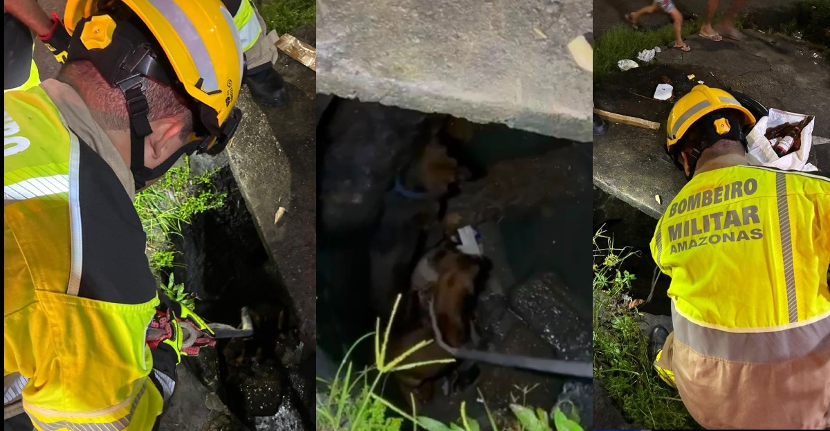 VÍDEOS: ‘Caramelos’ brigam, caem em bueiro e mobilizam bombeiros em Manaus