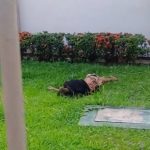 VÍDEO: Homem suspeito de furtar fios é encontrado morto em igreja no bairro São José