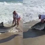 VÍDEO: Pescador fisga enorme tubarão-branco e atrai multidão na praia