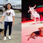Joana Darc resgata Garamelo e leva cão para tratamento em Manaus