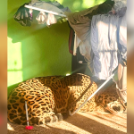 VÍDEOS:: Onça-pintada é encontrada dormindo embaixo de varal em varanda de casa