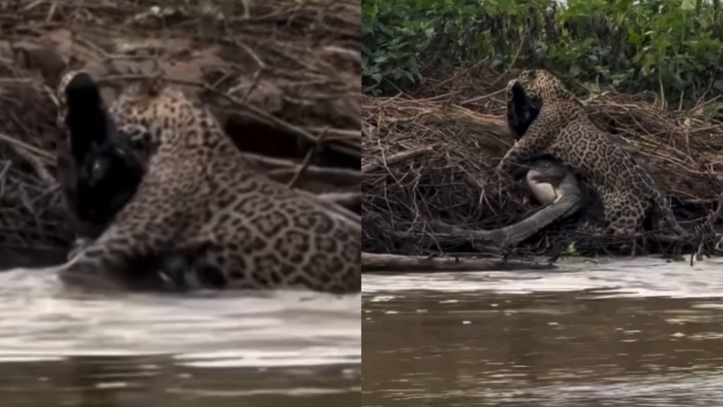 onça-pintada jacaré pantanal-capa